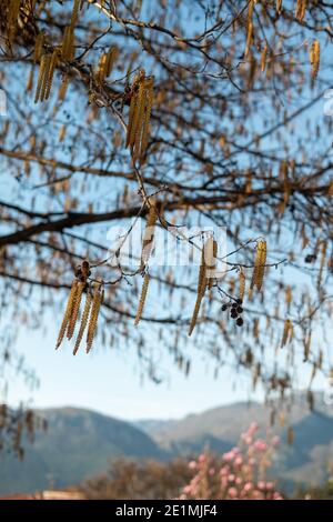 Catkins, Europäische Erle (Alnus glutinosa) im Frühjahr, Zagori, Nordgriechenland, Europa Stockfoto