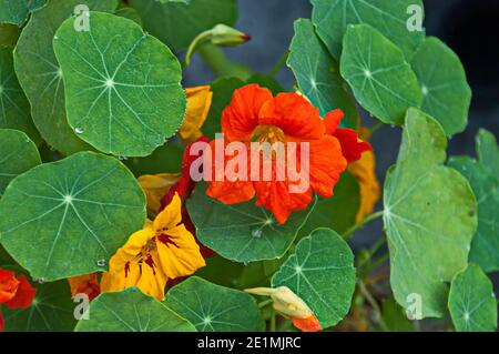 Kapuzinerkresse, indische Kresse oder tropaolum majus im Sommergarten, Jeleznitsa, Bulgarien Stockfoto