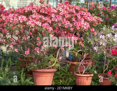 Azaleen blüht mit einer großen, leicht unregelmäßigen Blütenkrone von rosa oder violett-violetter Farbe, gesammelt in Trauben oder korymbose Blütenstände. Stockfoto