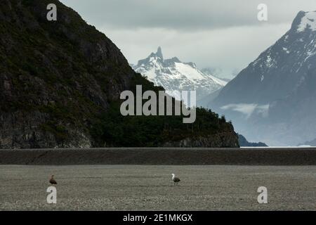 Ein Paar Andengänse auf einer Moränenbank bei Lago Grey mit den Gipfeln der Torres del Paine Bereich hinter Stockfoto