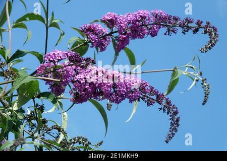 Schmetterlingsbusch Buddleia Blumen Buddleia davidii blüht, Sträucher Buddleja davidii blühende Buddleja Blume Pflanze, Sommer Flieder Schmetterlingsbusch blüht Stockfoto