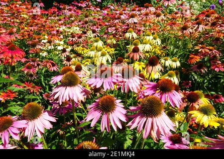 Mehrfarbige Kegelblumen bilden krautige Grenze im Sommergarten Echinaceas Stockfoto
