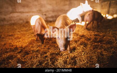 Nahaufnahme eines Schweins, das in einem Schweinestall spielt. Gruppe von Schweinen. Stockfoto