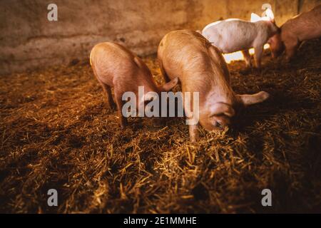 Nahaufnahme eines Schweins, das in einem Schweinestall spielt. Gruppe von Schweinen. Stockfoto