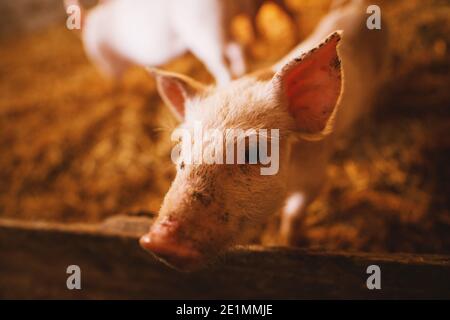 Nahaufnahme eines Schweins, das in einem Schweinestall spielt. Gruppe von Schweinen. Stockfoto