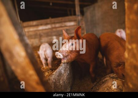 Nahaufnahme eines Schweins, das in einem Schweinestall spielt. Gruppe von Schweinen. Stockfoto