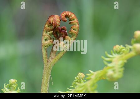 Ausrollung Bracken Farn Frond, Adlerfarn, Pteridium aquilinum, auf einem natürlichen grünen Hintergrund gewickelt, Nahaufnahme Stockfoto