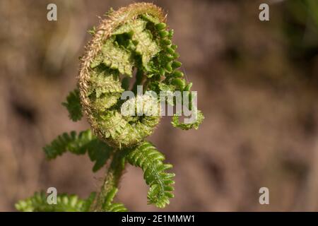 Grün gewellte Bracken Farn Frond, Adlerfarn, Pteridium aquilinum, entfaltet auf einem natürlichen unscharfen Hintergrund, Nahaufnahme Stockfoto