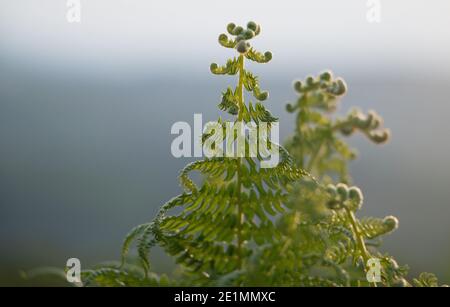 Grüne Bracken Farnblattwedeln, Adlerfarn, Pteridium aquilinum, im Frühjahr auf einem natürlichen grauen Hintergrund entfaltet, Nahaufnahme Stockfoto