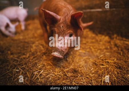 Nahaufnahme eines Schweins, das in einem Schweinestall spielt. Gruppe von Schweinen. Stockfoto