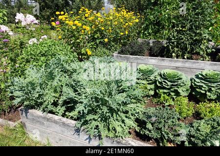 Hochbett in einem kleinen Gemüsegarten kleinen Gemüsegarten und Blumen, wachsenden Grünkohl Stockfoto