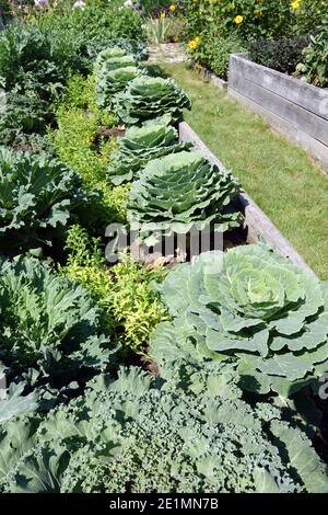 Hochbetten in einem kleinen Schottergarten wachsenden Grünkohl Brassica oleracea Gemüsegarten, Grundstück Stockfoto