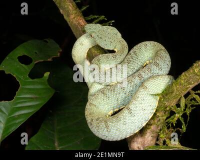 Der giftige zweigestreifte Waldpitviper (Bothriopsis bilineata), der im Untergestein des Regenwaldes in Ecuador ruht Stockfoto