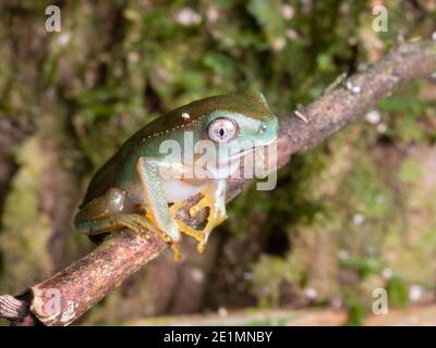 Juvenile vor kurzem metamorphosierte weiß-gesäumte Affenfrosch (Phylomedusa vaillantii) Vor kurzem entstand aus einem Teich im ecuadorianischen Amazonas Stockfoto