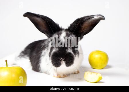 Schöne schwarz-weiße Kaninchen Nahaufnahme, Kaninchennase und Ohren mit Äpfeln auf weißem Hintergrund Stockfoto