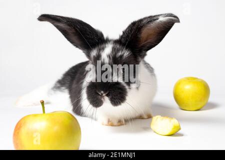 Niedliches schwarzes Kaninchen auf weißem Hintergrund mit Äpfeln. Futter für Kaninchen. Ausgewogenes Futter für Tierhasen. Nette lustige Haustiere. Stockfoto