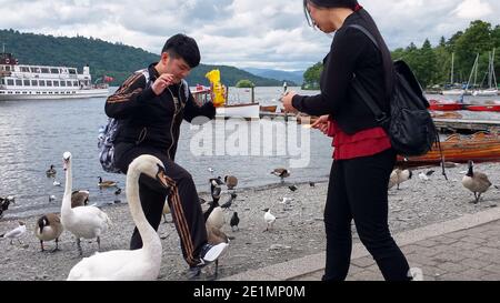 Chinesische/asiatische Touristen füttern Schwäne in Bowness auf Windermere, English Lake District, Großbritannien, während man vermeidet, auf einen Vogel zu treten Stockfoto