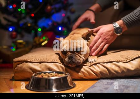 Nahaufnahme eines schläfrigen Hundes, der auf dem Kissen liegt. Im Hintergrund Weihnachtsbaum. Vor Hundefutter. Weihnachtsferien Konzept. Stockfoto