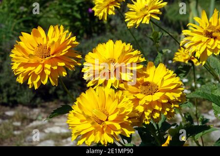 Heliopsis helianthoides 'Lenhof' Heliopsis scabra im Garten Gelb Falsche Sonnenblume atemberaubende große Blüten Stockfoto