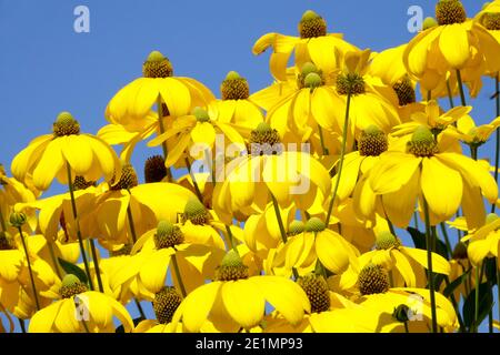 Rudbeckia laciniata Herbstsonne Sommer hohe krautige Pflanzen Cutleaf coneflower Stockfoto