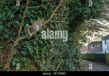 Ein urbanisiertes graues Eichhörnchen oben einen Baum nahe an einem Dorf Wohnsiedlung in der Nähe von Cardiff Stockfoto