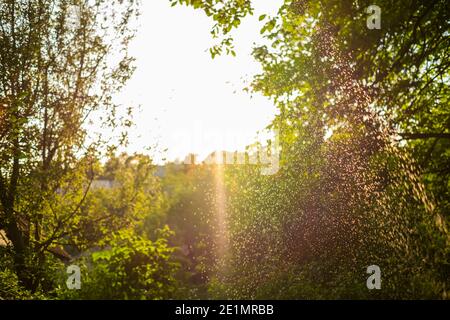 Wassertropfen funkeln im Sonnenlicht im schönen Sommergarten. Stockfoto