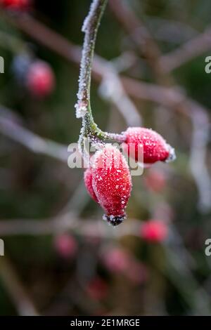 Der Frost bedeckte rote Hagebutten der Hunderose (Rose Canina), England Stockfoto