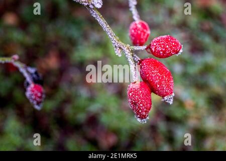 Der Frost bedeckte rote Hagebutten der Dog Rose (Rose Canina) Pflanze, England Stockfoto