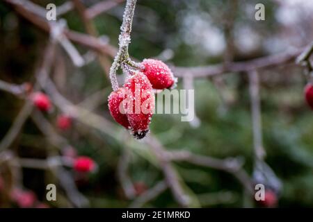 Der Frost bedeckte rote Hagebutten der Dog Rose (Rose Canina) Pflanze, England Stockfoto