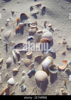 Sonnenbeschienenen Sand und Muscheln am Strand. Nahaufnahme. Stockfoto