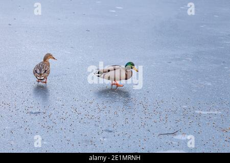 Fütterung Stockenten im Winter. Die Enten laufen auf einem eisbedeckten See. Stockfoto