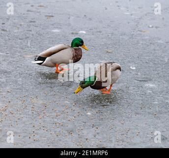 Fütterung Stockenten im Winter. Die Enten laufen auf einem eisbedeckten See. Stockfoto