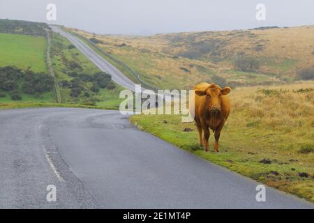 Kuh unterwegs im Dartmoor Nationalpark, Devon Stockfoto