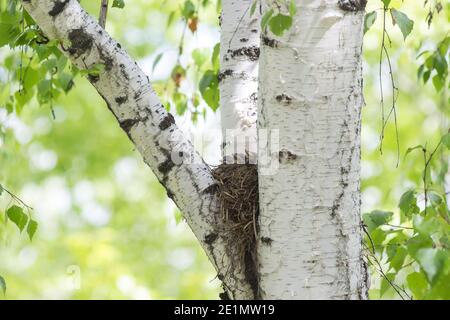 Song Thrush schmiegt sich im Nest auf einen Baum zwischen den Ästen. Stockfoto