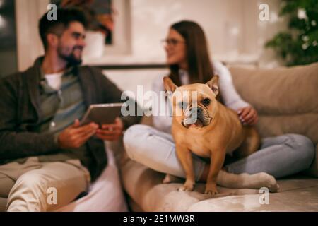 Pärchen genießen den Abend und sitzen im Wohnzimmer. Mann hält Tablet und Frau Streichelhund. Selektiver Fokus auf Hund. Stockfoto