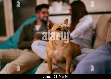 Pärchen genießen den Abend und sitzen im Wohnzimmer. Mann hält Tablet und Frau Streichelhund. Selektiver Fokus auf Hund. Stockfoto