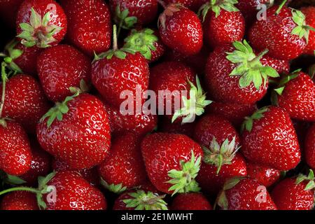 Foto Textur von vielen frischen großen reifen Erdbeeren Hintergrund, niemand Stockfoto