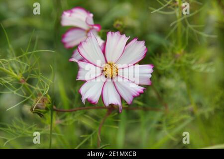 Cosmea zweifarbiger Blütenkopf im Grün. Stockfoto