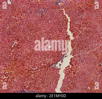 Querschnitt Schnitt von menschlichen Körperzellen unter einem wissenschaftlichen Mikroskop Stockfoto