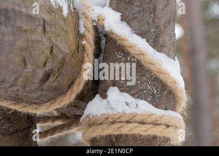 Die Baumstämme sind mit grobem Hanfseil gebunden. Seeknoten für den Hausbau. Stockfoto