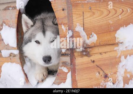 Schlittenhunde in ihrem Zwinger Stockfoto