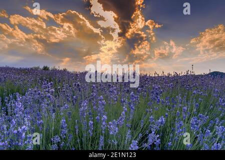 Lavendelfeldlandschaft in Sale San Giovanni, Langhe, Provinz Cuneo Italien, Sonnenuntergang Himmel mit orangen Wolken Stockfoto