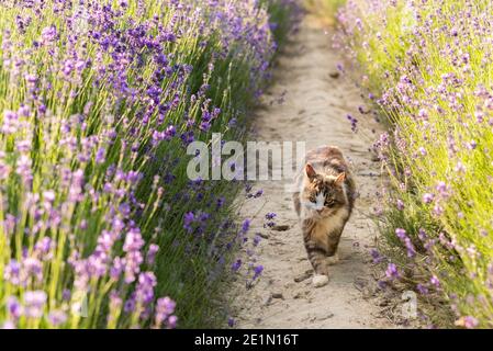 Langhaarige Katze mit gelben Augen im Lavendelfeld Stockfoto