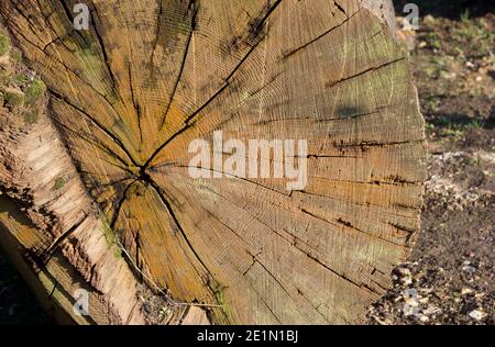 Abgetrennter Baumstamm mit blassorangefarbenem Detail von Rissen Holz Stockfoto