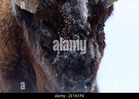 Winterbild eines Bisons (Bison Bison) im Lamar Valley im Yellowstone National Park Februar 2017. Stockfoto