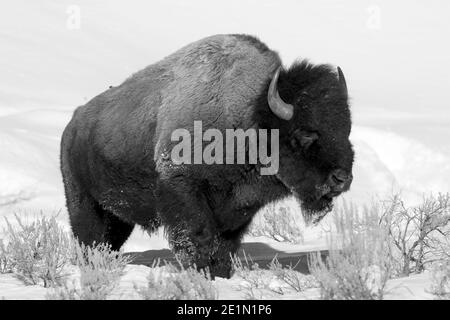 Winterbild eines Bisons (Bison Bison) im Lamar Valley, Yellowstone National Park Februar 2017. Stockfoto