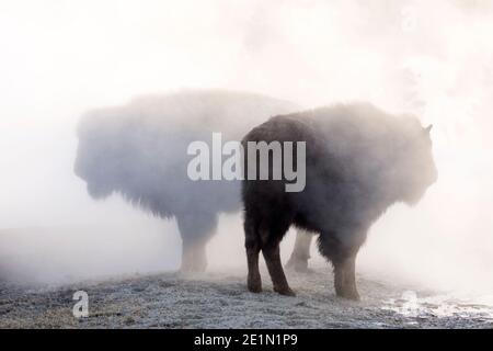 Winterbild eines Bisons (Bison Bison) im Lamar Valley im Yellowstone National Park Februar 2017. Stockfoto