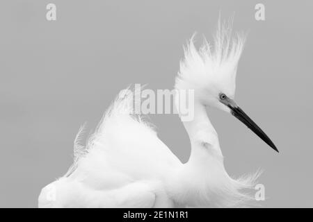 Bild des verschneiten Reiher (Egretta thula). Der Schneegreiher ist ein kleiner weißer Reiher. Das Bild wurde im Everglades National Park, Florida, USA aufgenommen.BILB Stockfoto