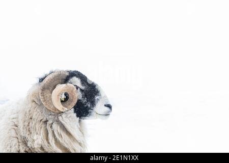 Swaledale Widderkopf vor dem Hintergrund des schneebedeckten Feldes Stockfoto