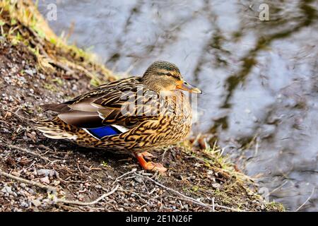 Weibliche Mallard, Anas platyrhynchos, die sich an einem Tag des frühen Frühlings in Finnland am Flussufer ausruhen. Stockfoto